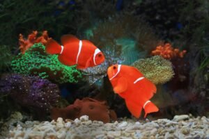 Read more about the article Fishes, corals and more
