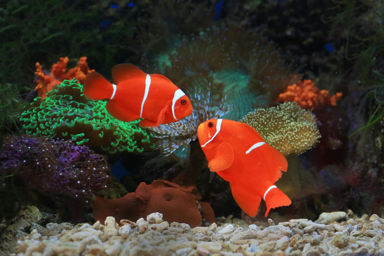 You are currently viewing Fishes, corals and more