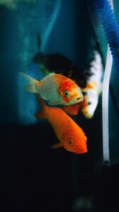 Read more about the article Looking for aquarium specialists?